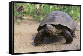 Desert Tortoise-DLILLC-Framed Stretched Canvas