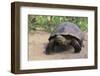 Desert Tortoise-DLILLC-Framed Premium Photographic Print