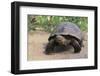 Desert Tortoise-DLILLC-Framed Premium Photographic Print