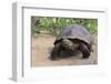 Desert Tortoise-DLILLC-Framed Premium Photographic Print