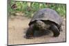 Desert Tortoise-DLILLC-Mounted Premium Photographic Print