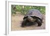 Desert Tortoise-DLILLC-Framed Photographic Print