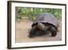 Desert Tortoise-DLILLC-Framed Photographic Print