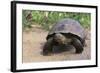 Desert Tortoise-DLILLC-Framed Photographic Print