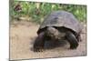 Desert Tortoise-DLILLC-Mounted Photographic Print