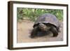 Desert Tortoise-DLILLC-Framed Photographic Print