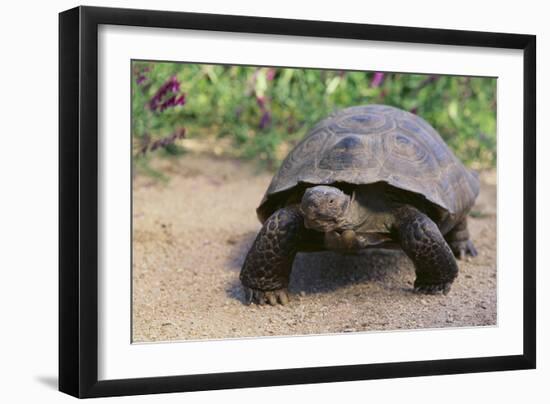 Desert Tortoise-DLILLC-Framed Photographic Print