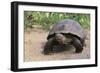 Desert Tortoise-DLILLC-Framed Photographic Print