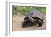 Desert Tortoise-DLILLC-Framed Photographic Print