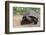 Desert Tortoise-DLILLC-Framed Photographic Print