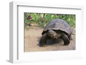 Desert Tortoise-DLILLC-Framed Photographic Print