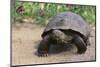 Desert Tortoise-DLILLC-Mounted Photographic Print