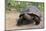 Desert Tortoise-DLILLC-Mounted Photographic Print