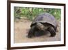 Desert Tortoise-DLILLC-Framed Photographic Print