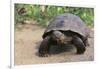 Desert Tortoise-DLILLC-Framed Photographic Print