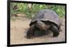 Desert Tortoise-DLILLC-Framed Photographic Print