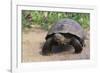 Desert Tortoise-DLILLC-Framed Photographic Print