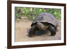 Desert Tortoise-DLILLC-Framed Photographic Print