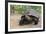 Desert Tortoise-DLILLC-Framed Photographic Print