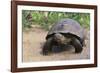 Desert Tortoise-DLILLC-Framed Photographic Print