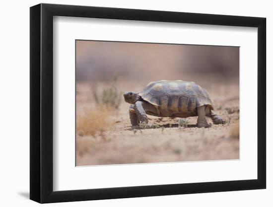 Desert Tortoise-DLILLC-Framed Photographic Print