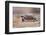 Desert Tortoise-DLILLC-Framed Photographic Print