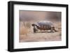 Desert Tortoise-DLILLC-Framed Photographic Print