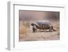 Desert Tortoise-DLILLC-Framed Photographic Print