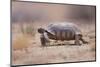 Desert Tortoise-DLILLC-Mounted Photographic Print