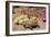 Desert Tortoise-null-Framed Photographic Print