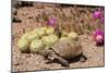 Desert Tortoise-null-Mounted Photographic Print