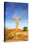 Desert Tree-tish1-Stretched Canvas