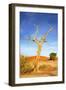 Desert Tree-tish1-Framed Photographic Print