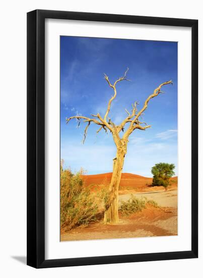 Desert Tree-tish1-Framed Photographic Print