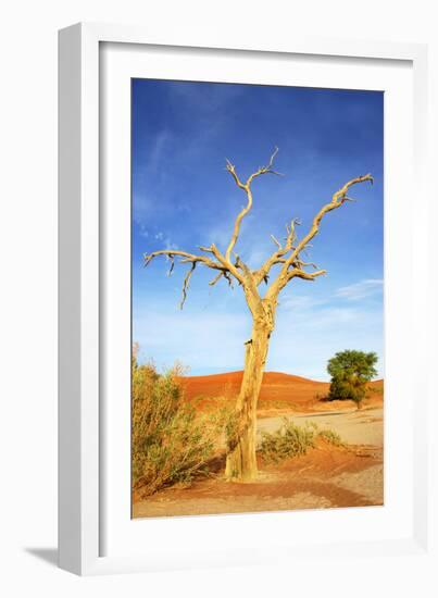 Desert Tree-tish1-Framed Photographic Print