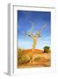 Desert Tree-tish1-Framed Photographic Print