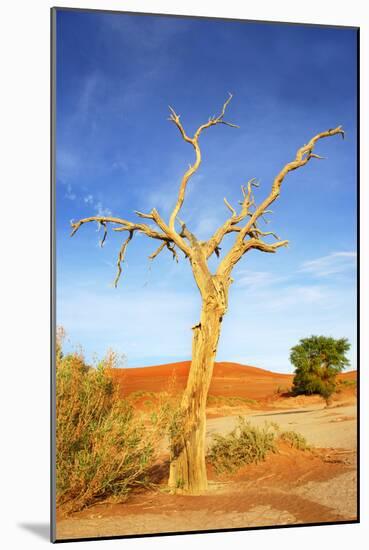 Desert Tree-tish1-Mounted Photographic Print
