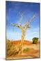 Desert Tree-tish1-Mounted Photographic Print