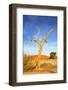 Desert Tree-tish1-Framed Photographic Print