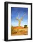 Desert Tree-tish1-Framed Photographic Print