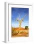 Desert Tree-tish1-Framed Photographic Print