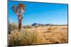 Desert Tree-milosk50-Mounted Photographic Print