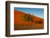 Desert Tree-MJO Photo-Framed Photographic Print