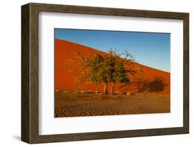 Desert Tree-MJO Photo-Framed Photographic Print