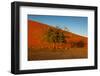 Desert Tree-MJO Photo-Framed Photographic Print
