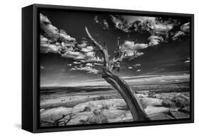 Desert Tree-Linden Sally-Framed Stretched Canvas