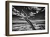 Desert Tree-Linden Sally-Framed Art Print