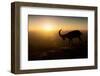 Desert Wanderer-Nadav Jonas-Framed Photographic Print