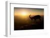 Desert Wanderer-Nadav Jonas-Framed Photographic Print