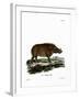 Desert Warthog-null-Framed Premium Giclee Print